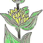 Logo Fleur de Gentiane